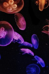 影视仓tv版自然纪录片封面，深海生物特写，蓝色海洋背景，4K画质震撼细腻